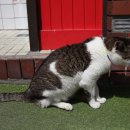 부산광역시영도구 영선동4가 605-3 흰여울문화마을(2024.05.18) 이미지