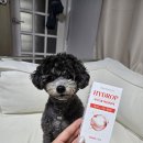 Tree Pet(트리펫) | 롭 플러스] 고양이 구내염 영양제, 입냄새와 치석 고민 싹 잡아주는 강아지 구내염 영양제 솔직 급여 후기!