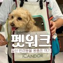 pet132더3281 | [일산애견용품] 펫워크 방문 후기 | 강아지 여름 산책 필수템 구매!