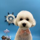 도그마 펫살롱 이미지