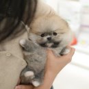 울산 강아지분양 미유펫 이미지