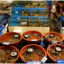 오렌지 수산 이미지