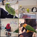 리치아이 | 마곡 앵무새 체험카페 버드리치 마곡점 후기 l 입장료·물림주의·아이 반응까지 솔직 리뷰