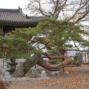 신비의소나무 앞 이미지