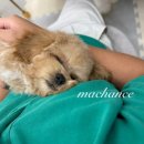 크림푸들 가족이야기 이미지