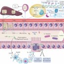 circadian rhythm-장내미생물-식사 상호작용 이미지