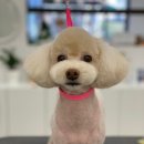 로에펫 이미지