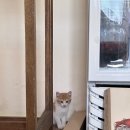 바닐라브릭 이미지