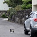 함덕 친척집 이미지