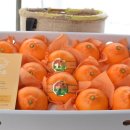 제주댁 농장 이미지