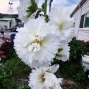 호야암소한마리 이미지