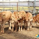 단풍미인한우 영농조합법인 이미지