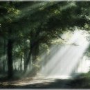 숲속풍경 이미지