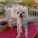 350020 | 소형견 10살 말티즈 심장병 진단 후기 + 전주 혁신도시 시그니처동물병원