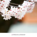 벚꽃나무