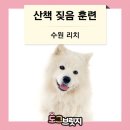 도그헬퍼 | 달려들고 줄당김 앞서가기 행동교정 훈련 어떻게 해야 할까요? 도그브릿지 방문 교육 1회 후기 입니다.