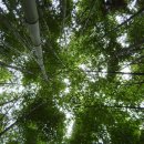 산청에가면 이미지