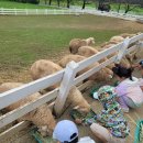 용인목장 이미지