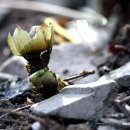 아침 햇살 받은 복수초- 새해 복 많이 받으세요 이미지