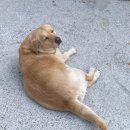 소렌토바베큐 이미지