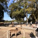 송원사슴 이미지