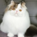 CatFlower