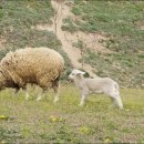 은아목장 이미지