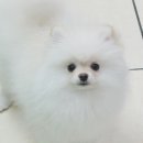 로사의집 이미지