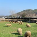 하빛율빠꿈사리 이미지