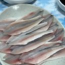 서해안 밴댕이 | 강민경 밴댕이회 보고 궁금해서 먹어본 강화도 밴댕이회 맛집, 솔직 후기