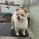 선사애견 이미지