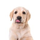 안녕 댕댕아 이미지