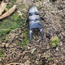 무지개 사슴농장 이미지