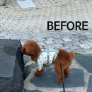 그루밍 하니 | 대전 가오동 친절한 반려견 미용 - 아토그루밍 ㅣ푸들 미용 맛집ㅣ