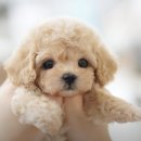 펫하우스 동물병원 | 대전강아지분양 고민하다 직접 본 더펫 유성본점, 세종강아지분양 상담 후기