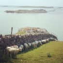 시선목장 이미지