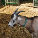 흑염소목장 이미지