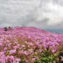 양산 천성산 철쭉제 2020 이미지