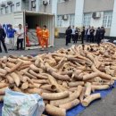 상아배이길 이미지