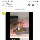 대구 고양이분양 캣갤러리 이미지