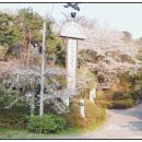 대박터진날 | 기흥삼계탕으로 몸보신하자 생생정보맛집 박터진흥부네 용인기흥점 후기