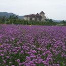 도미노피자 건너 주차장 이미지