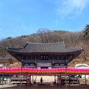 용문사 / 대한불교 조계종 양평 용문산, 은행나무