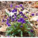 보성야생화 이미지