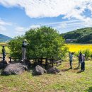 강화도 사기리 탱자나무.민머루 해수욕장 이미지