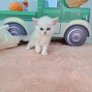 야옹아 멍멍해봐 탕정점 이미지