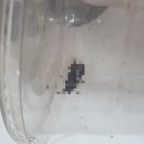 버그헌터119 서울강남센터