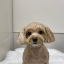 편한미용 이미지