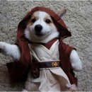 귀여운 강아지 이미지