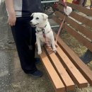 진도애견훈련소 이미지